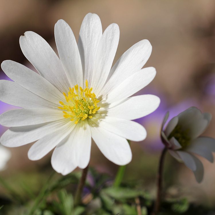 anemone-blanda5