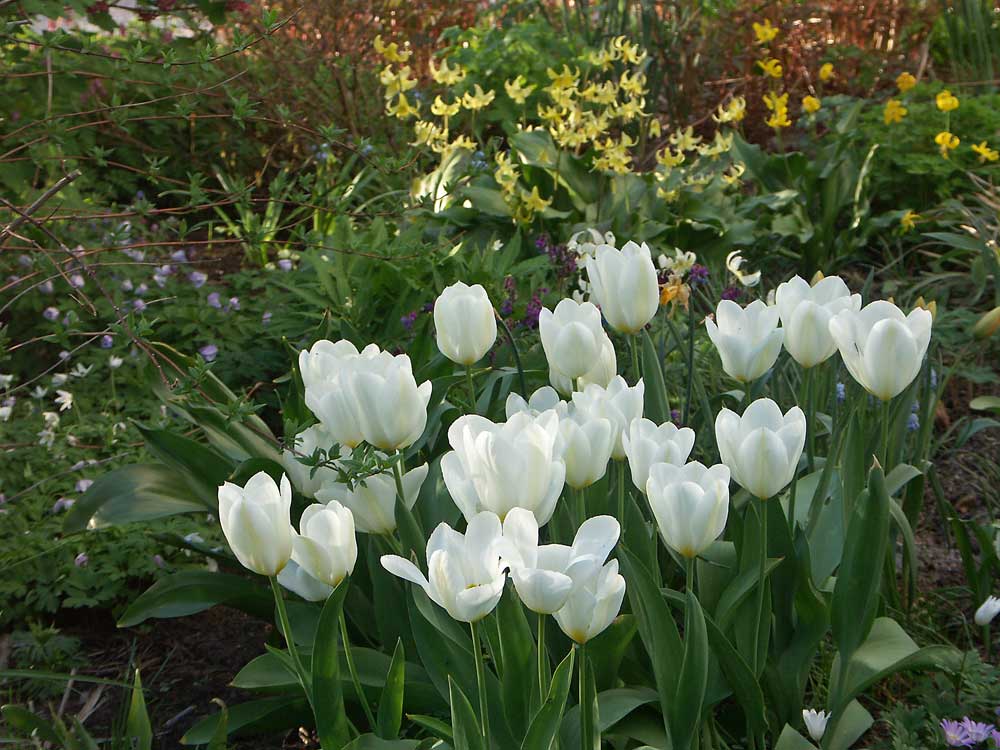 tulipa-purissima2