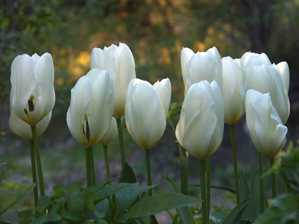 tulipa-purissima4