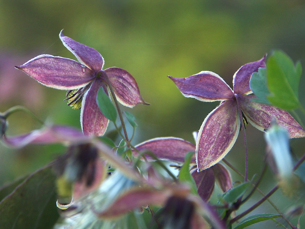 clematis-my-angel4