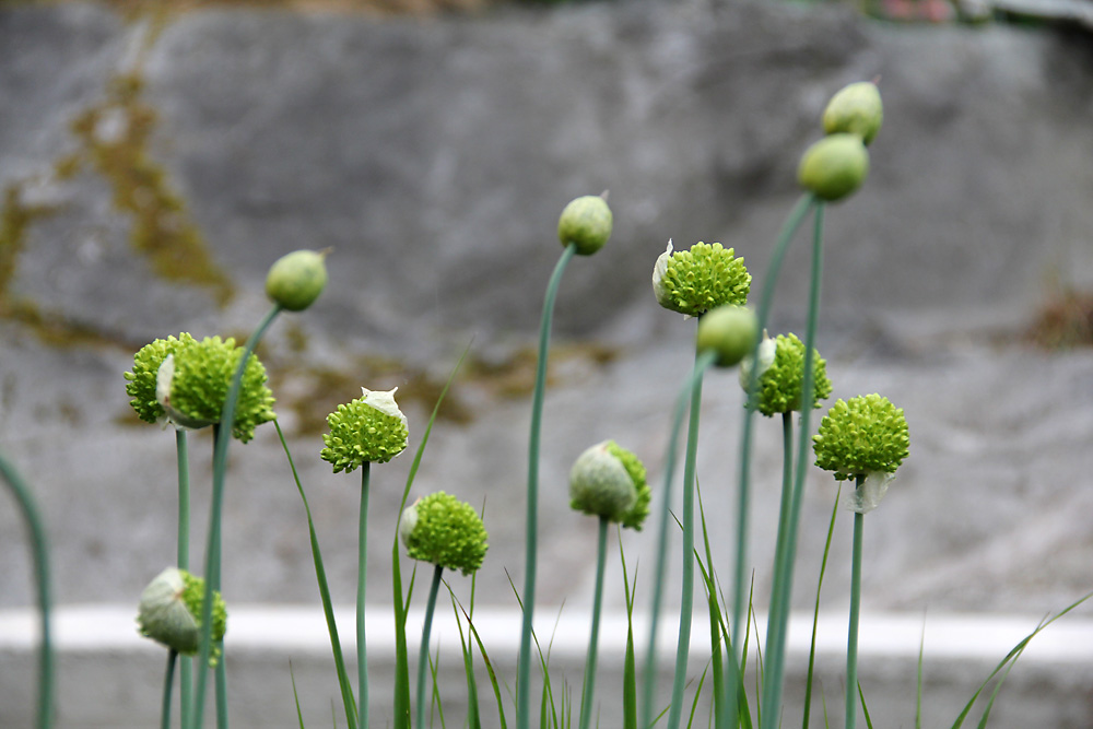Allium-obliquum4