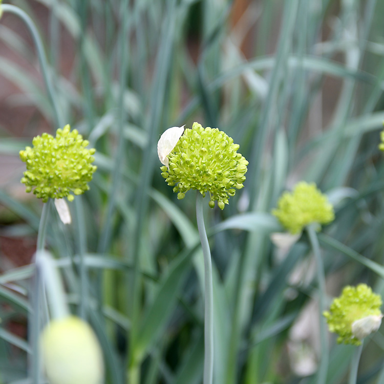 Allium-obliquum5