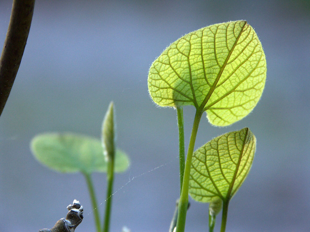 Aristolochia-macrophylla7