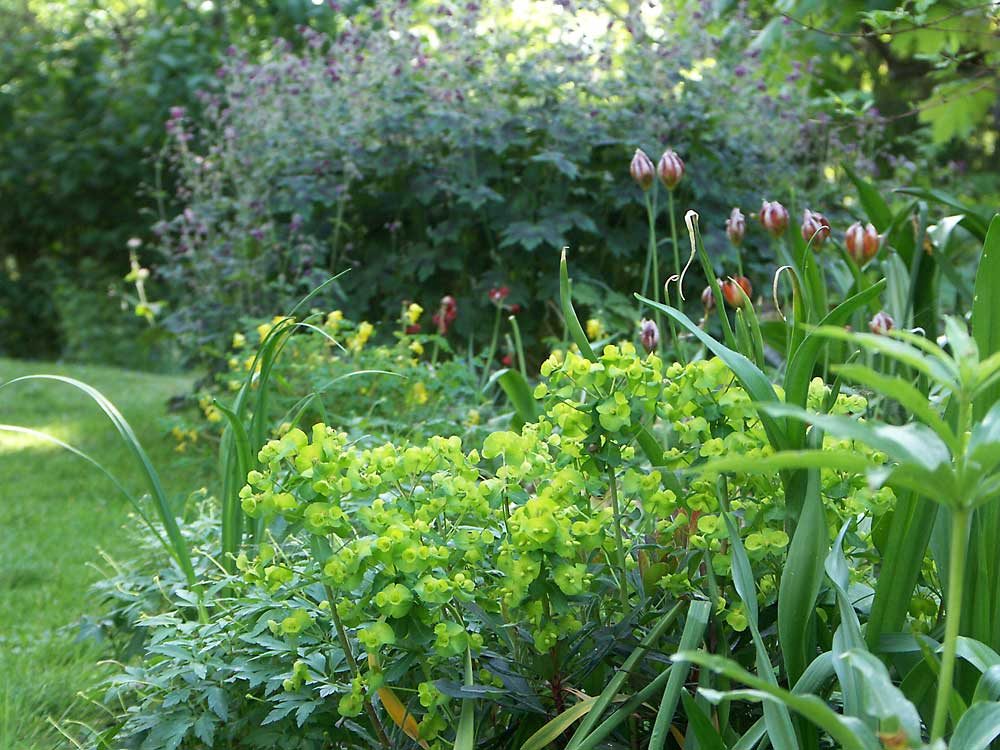 Euphorbia-amygdaloides