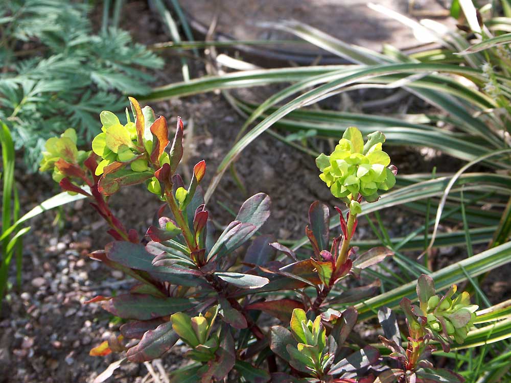 Euphorbia-amygdaloides3