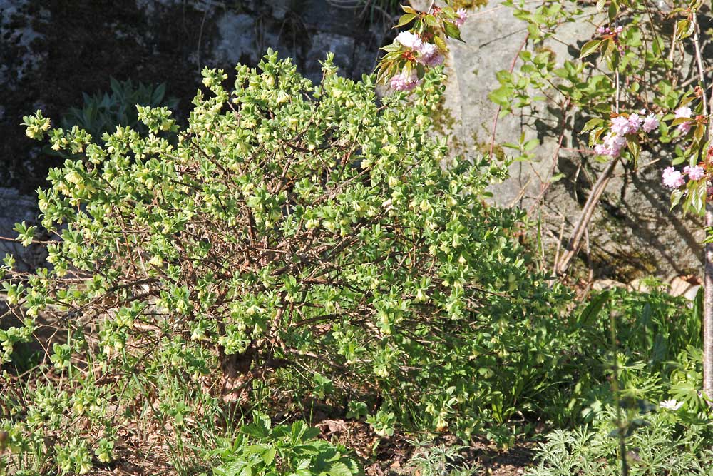 Lonicera-caerulea-anja-140428