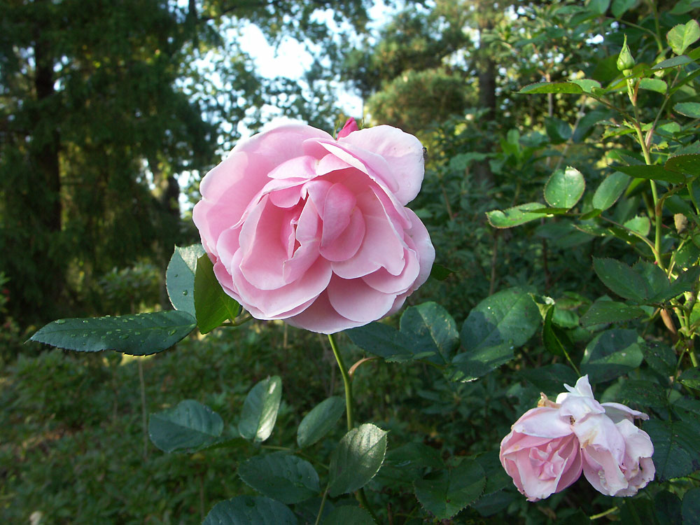 Rosa-floribunda-Astrid-Lindgren2