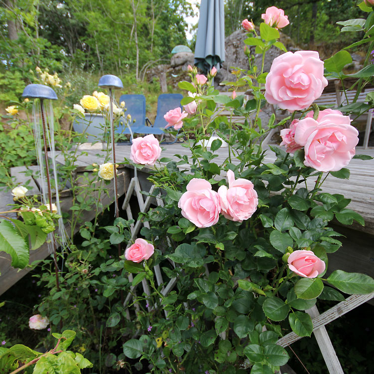 Rosa-floribunda-Astrid-Lindgren5
