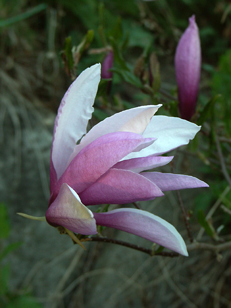 Magnolia-Susan-090512-(6)