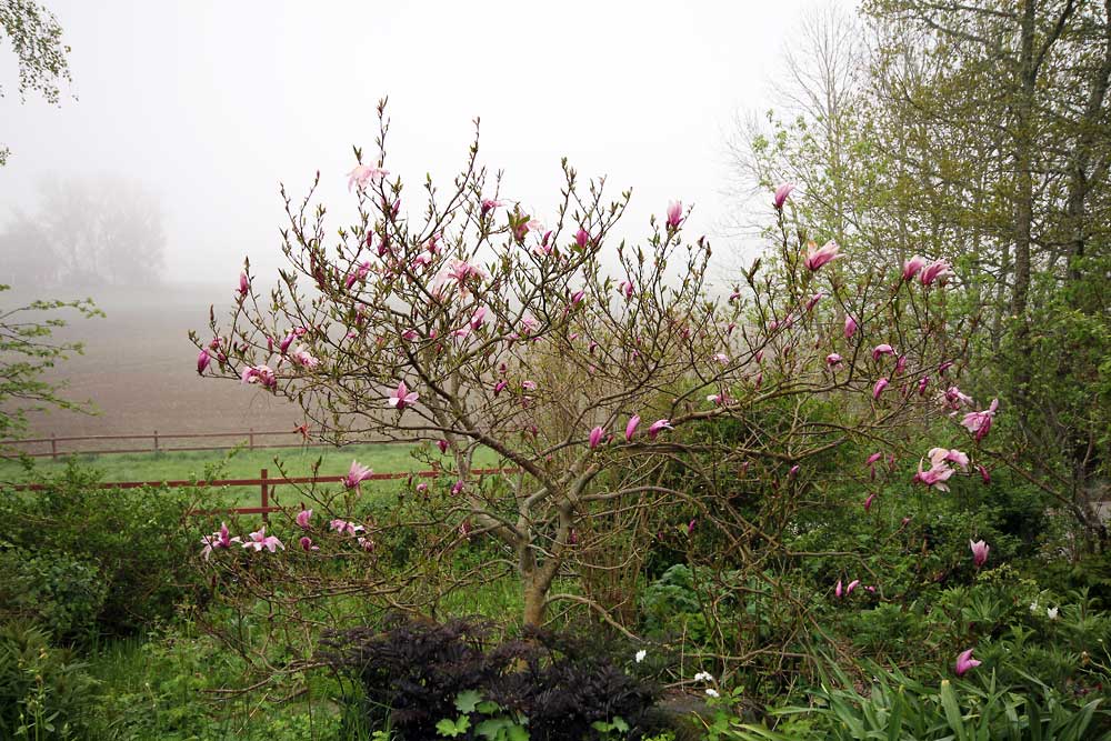 Magnolia-Susan-150521(10)