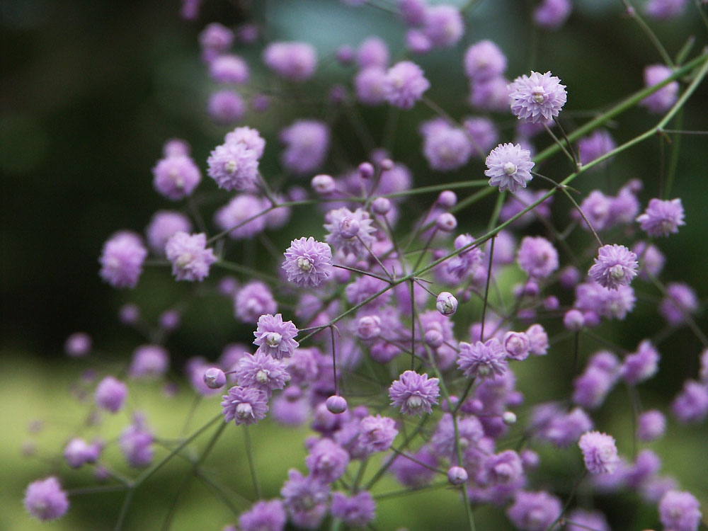 Thalictrum-delavayi-Hewitts-Double-070823