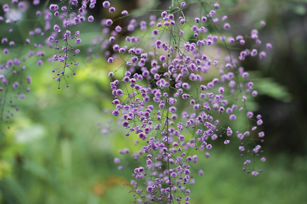 Thalictrum-delavayi-Hewitts-Double-150826