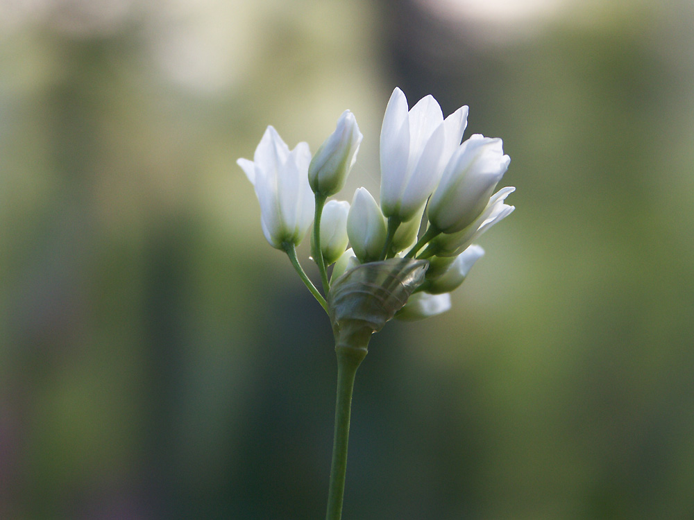 Allium-zebdanense-080506