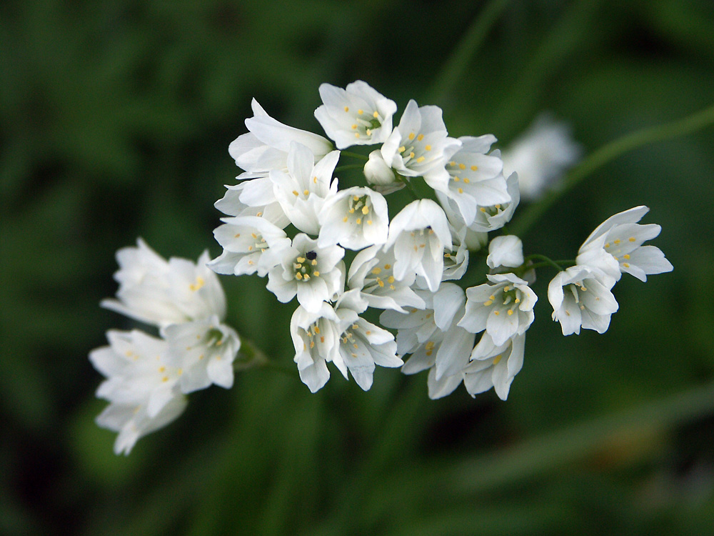 Allium-zebdanense-100526