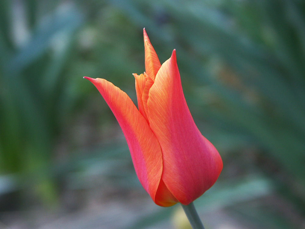 Tulipa-Ballerina-060512-b