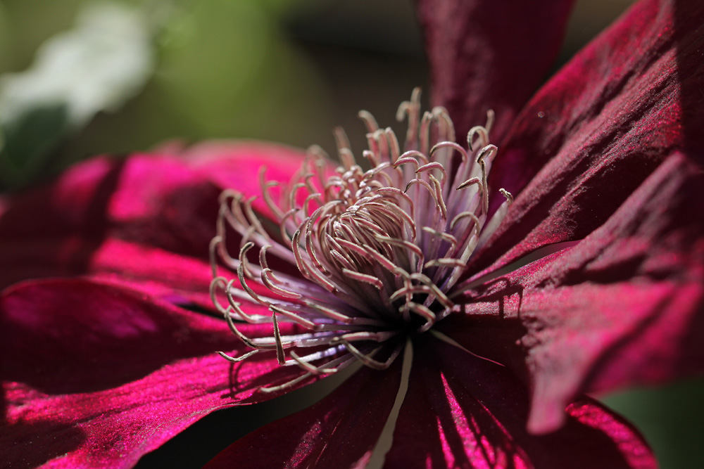 Clematis-Picardy-150526(1)