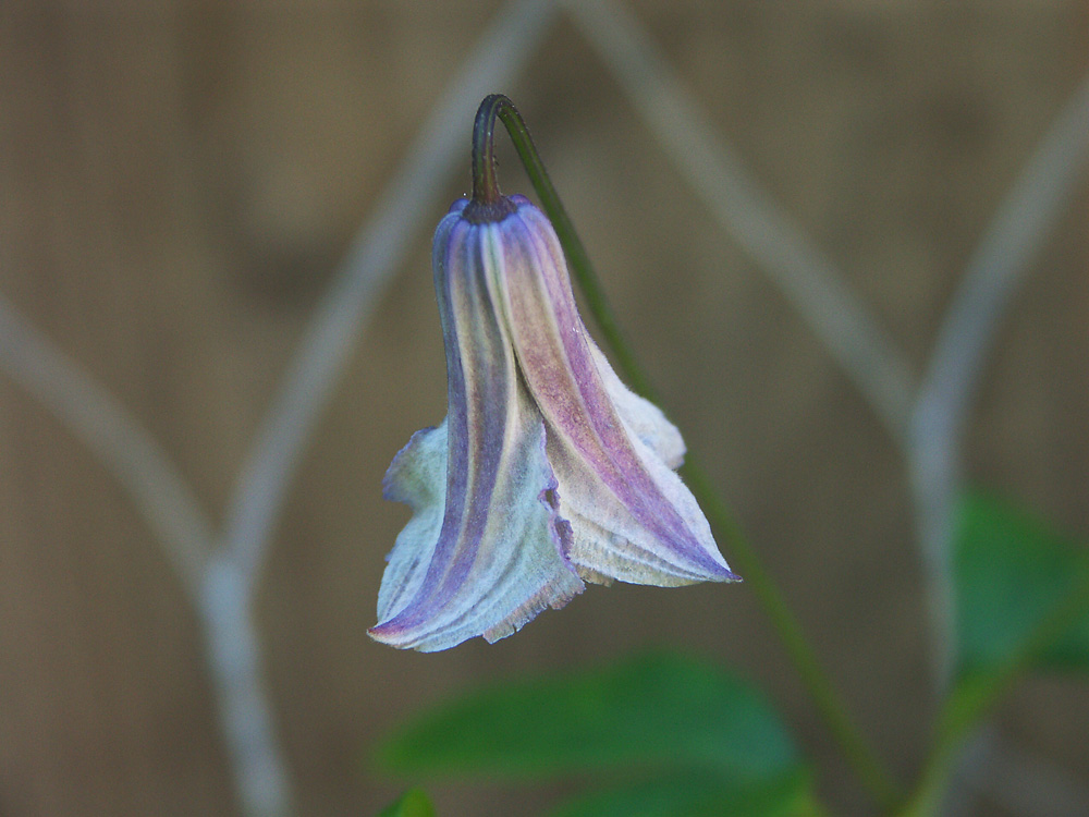 Clematis-viticella-Betty-Corning-130718(4)