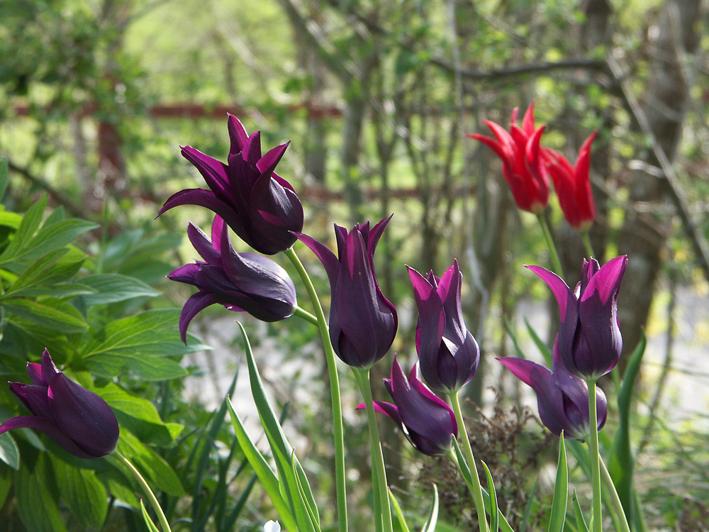Tulipa-Burgundy-070507