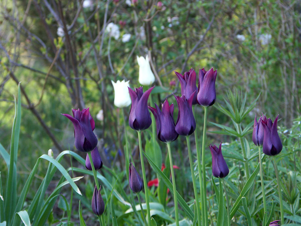 Tulipa-Burgundy-080506