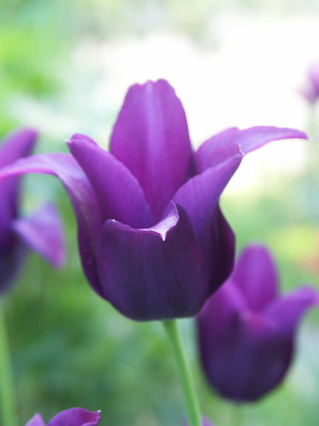 Tulipa-Burgundy-080510-(1)