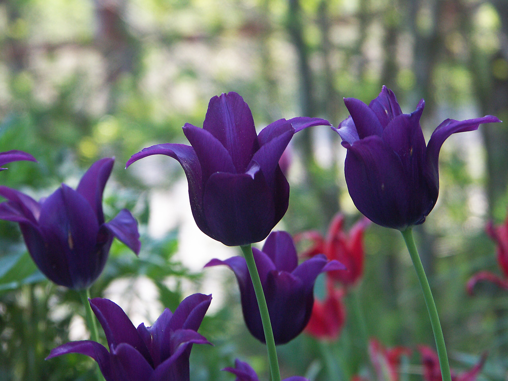 Tulipa-Burgundy-080510