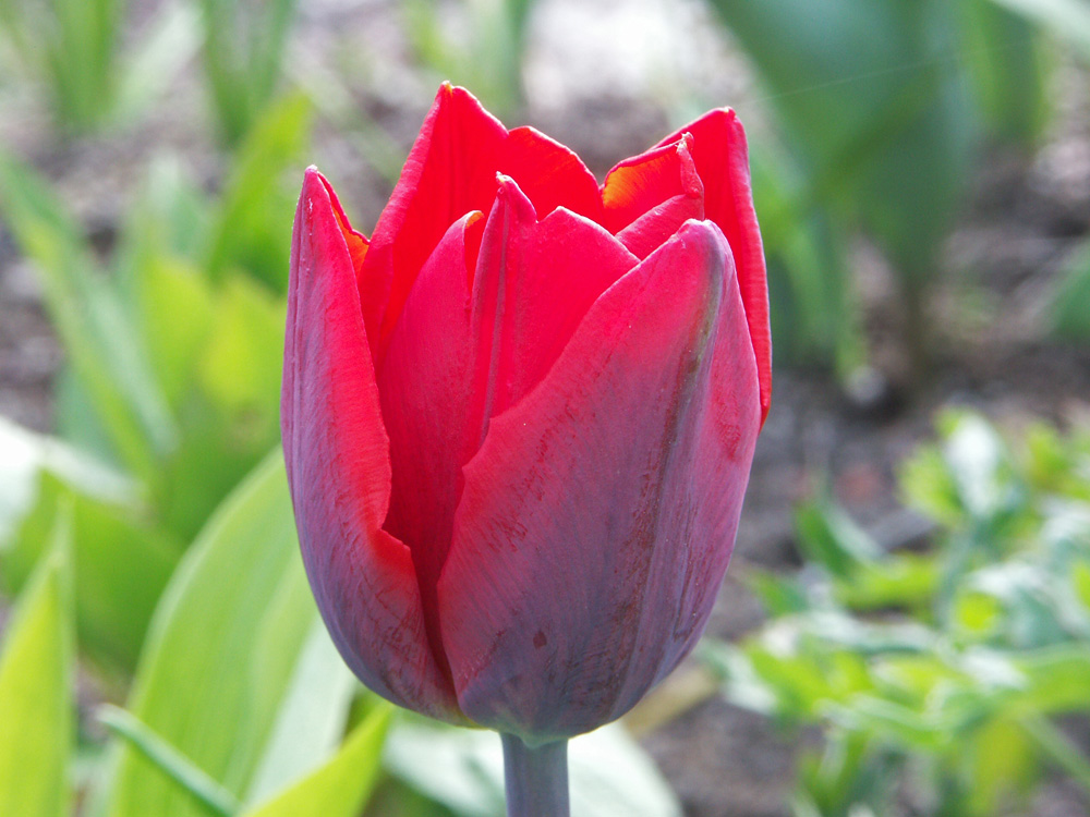 Tulipa-Couleur-Cardinal-050513a