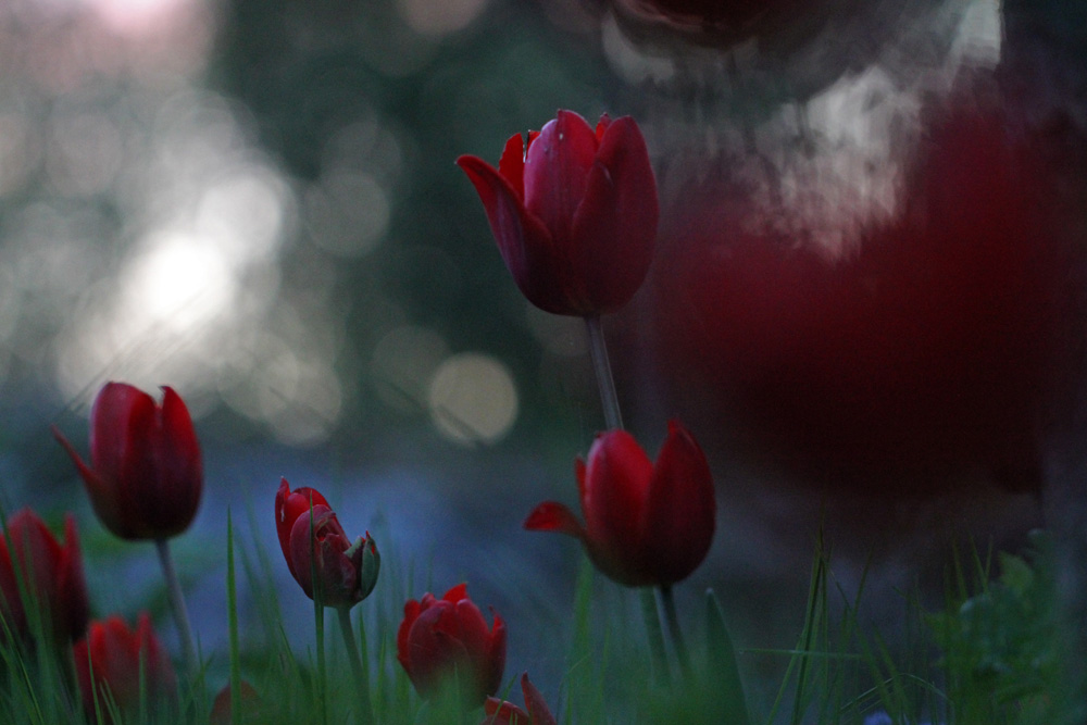 Tulipa-Couleur-Cardinal-120521(1)