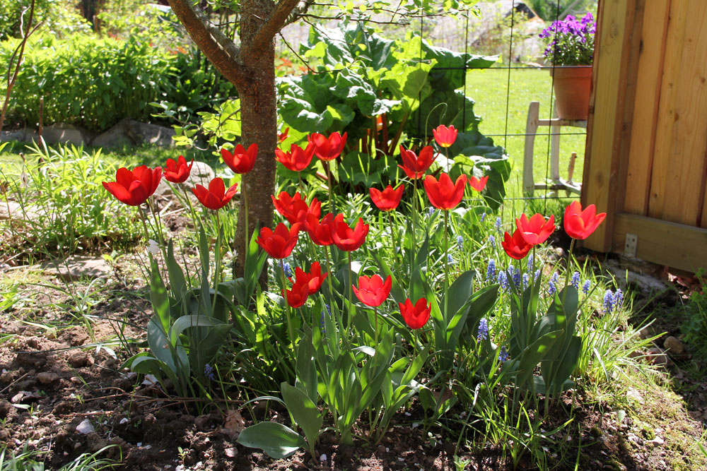 Tulipa-Couleur-Cardinal-130526(3)