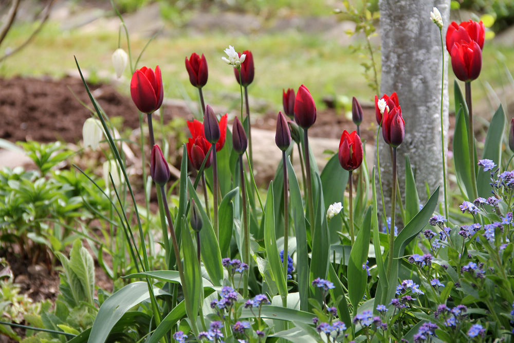 Tulipa-Couleur-Cardinal-140503