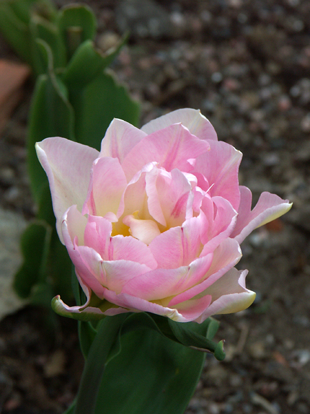 Tulipa-Peach-Blossom-080428