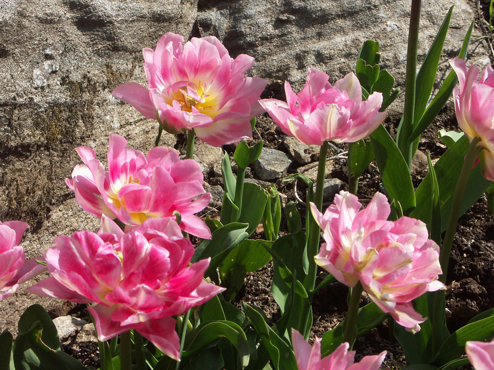 Tulipa-Peach-Blossom-080504
