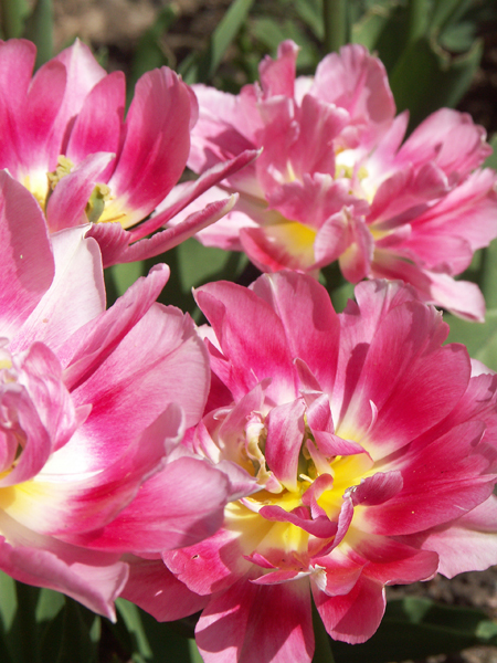 Tulipa-Peach-Blossom-080509