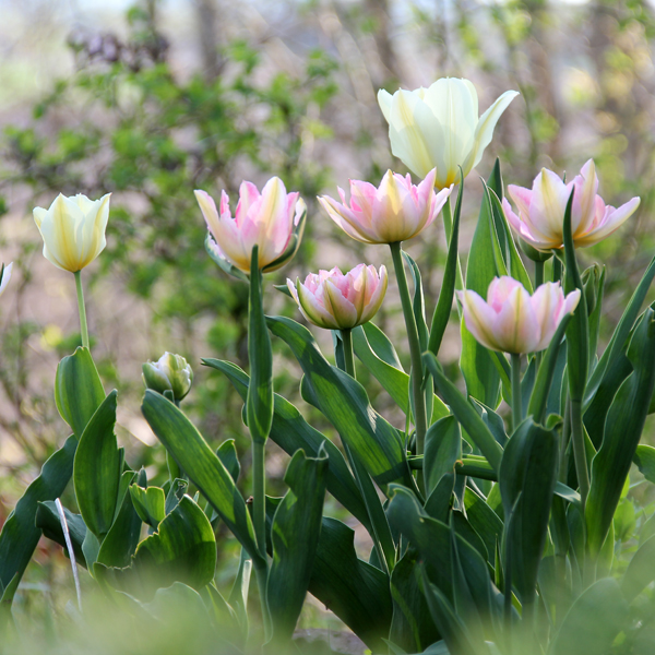 Tulipa-Peach-Blossom-130516(1)