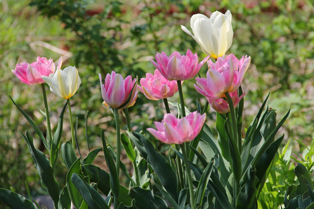 Tulipa-Peach-Blossom-130518(2)