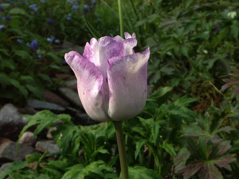 Tulipa-Shirley-050523b