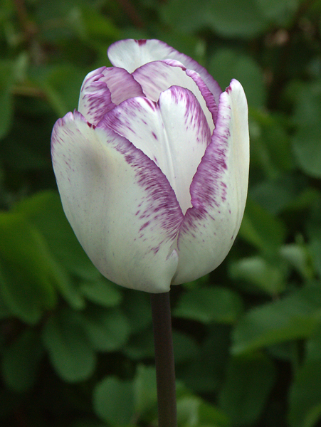 Tulipa-Shirley-090512