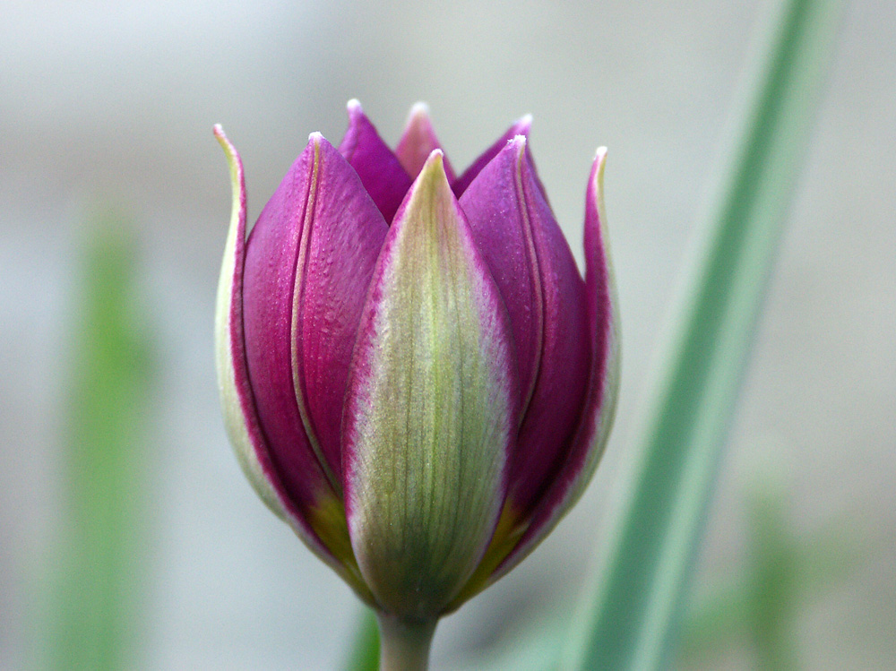 Tulipa-humilis-Persian-Pearl-040418