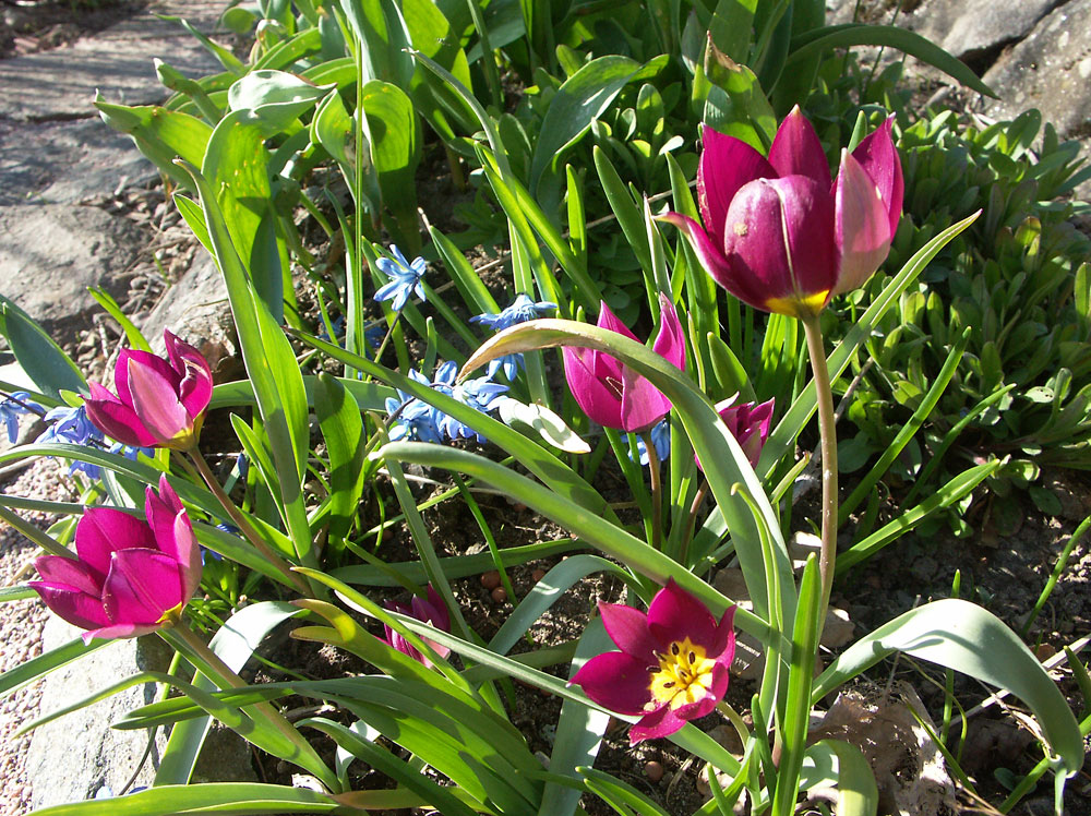 Tulipa-humilis-Persian-Pearl-050422