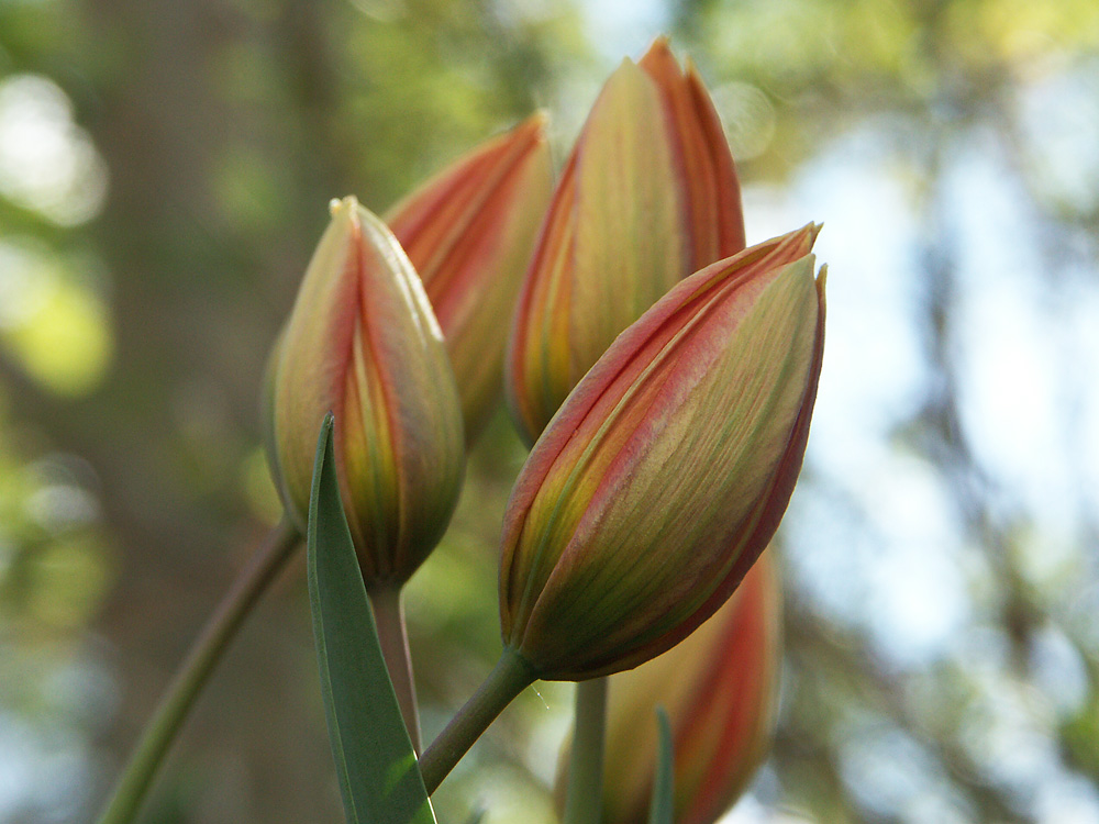 Tulipa-orphanidea-Whittallii-070509-b