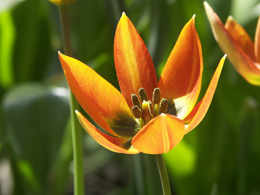 Tulipa-orphanidea-Whittallii-070512-b