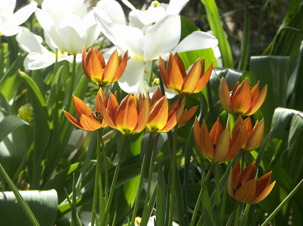 Tulipa-orphanidea-Whittallii-070512-i