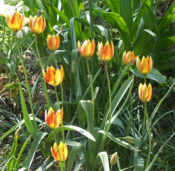 Tulipa-orphanidea-Whittallii-080509