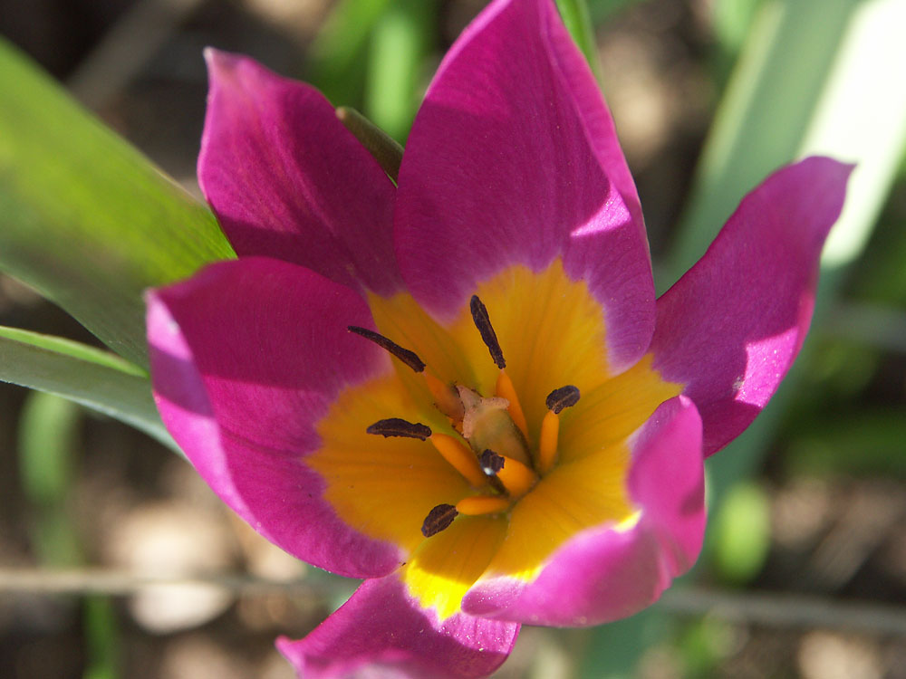 tulipa-persian3