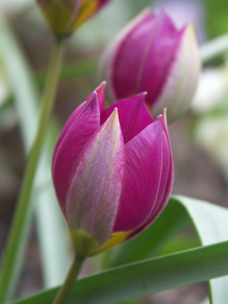 tulipa-persian4