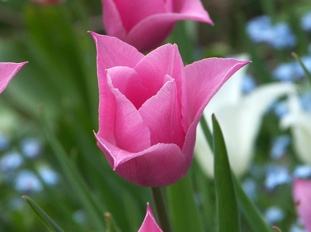 tulipa-china-pink-070506-c