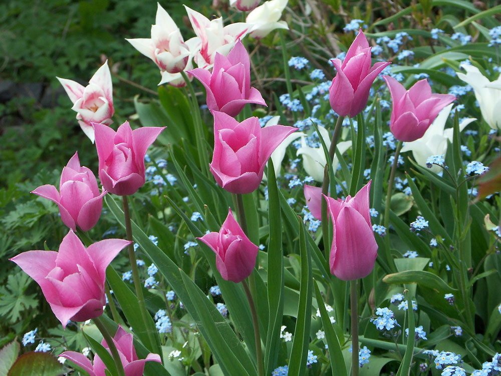 tulipa-china-pink-070506