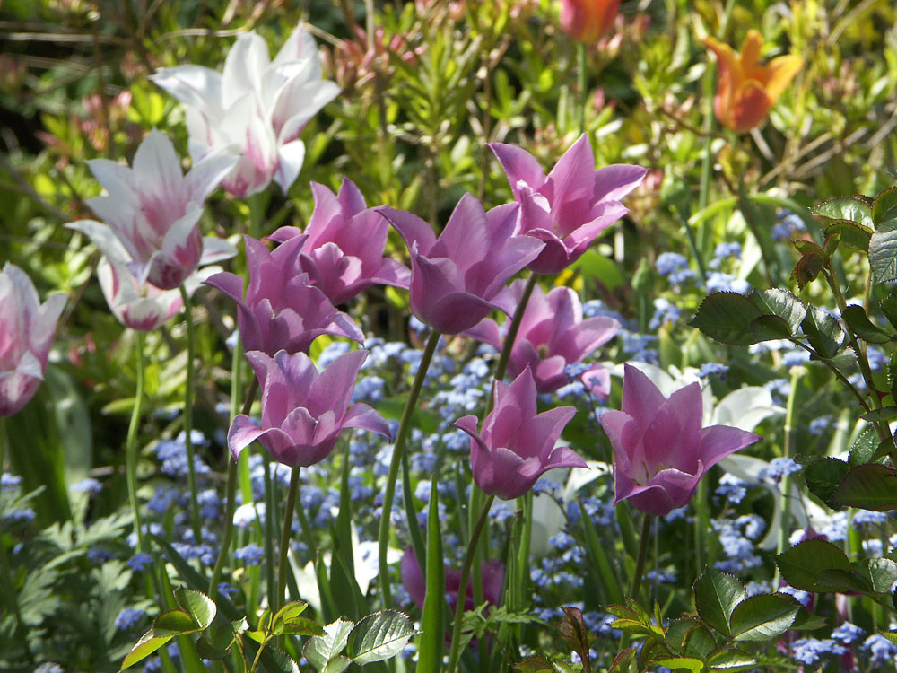tulipa-china-pink-070516