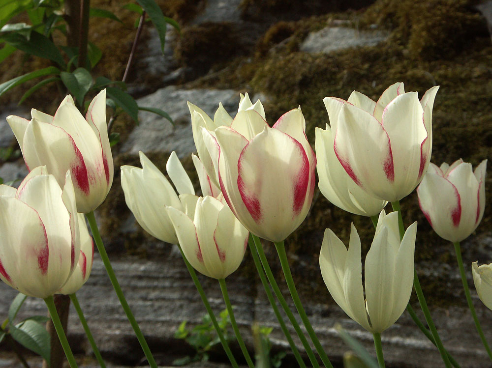 tulipa-marjolettii-070531b