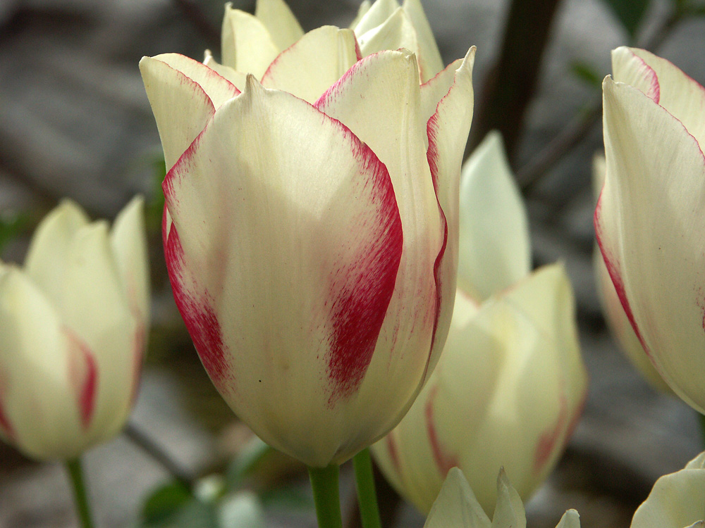 tulipa-marjolettii-070531d